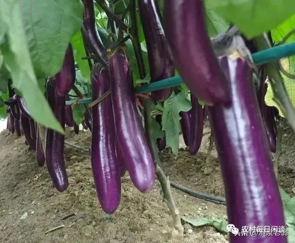 春季茄子种植技术视频_春季茄子种植技术_春季茄子几月种植