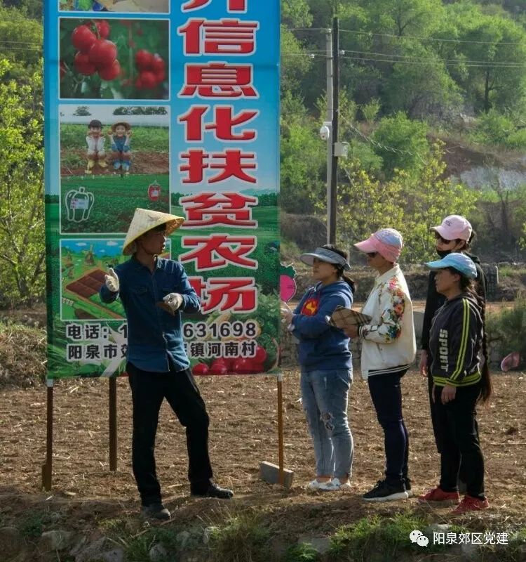 玉米施鸡粪的好处_鸡粪种玉米种植技术_种玉米可以施鸡粪吗怎么施