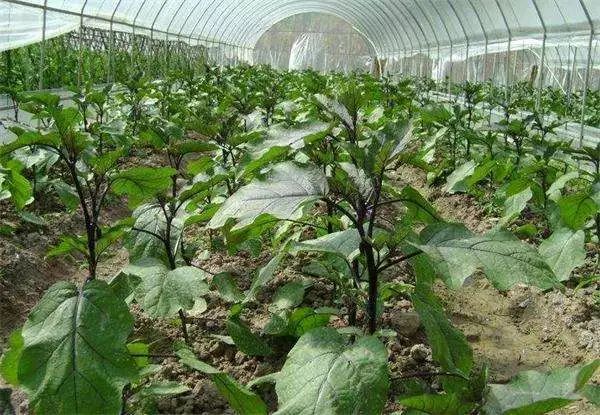 春季茄子种植技术_春季茄子育苗技术_春季茄子种植技术与管理