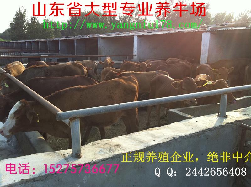 陆河县养牛补贴高的养牛场陆河县  肉牛  肉牛价格  养牛的利润