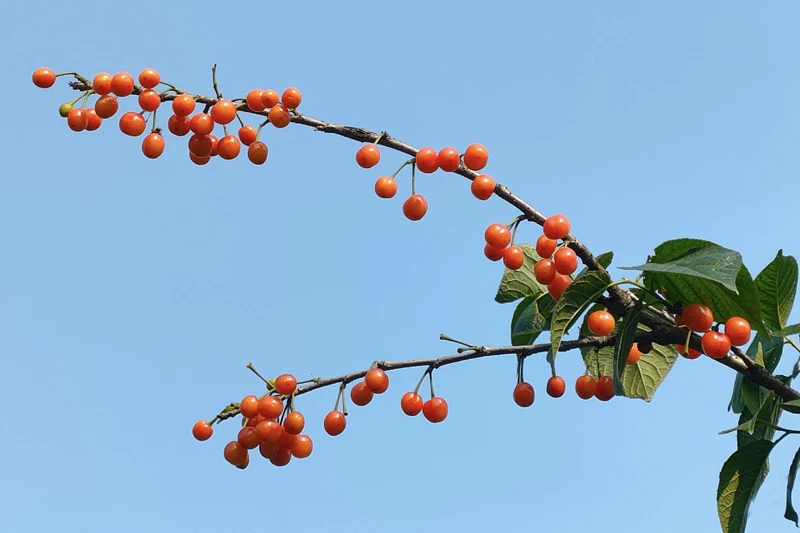 图为一颗颗红润饱满的樱桃挂满枝头（李勤 摄）