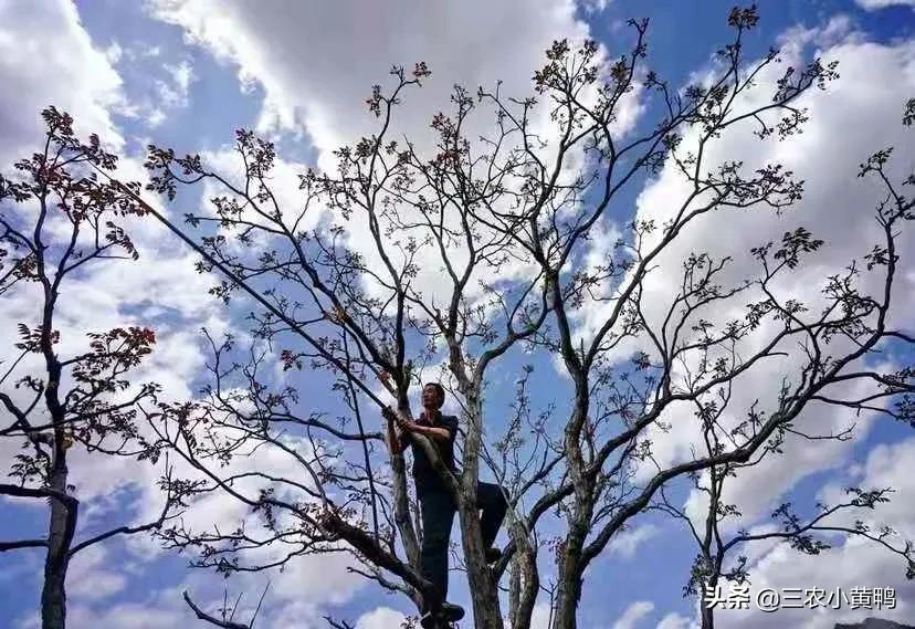 每日农经香椿种植视频_致富经种植香椿视频_致富经香椿种植视频