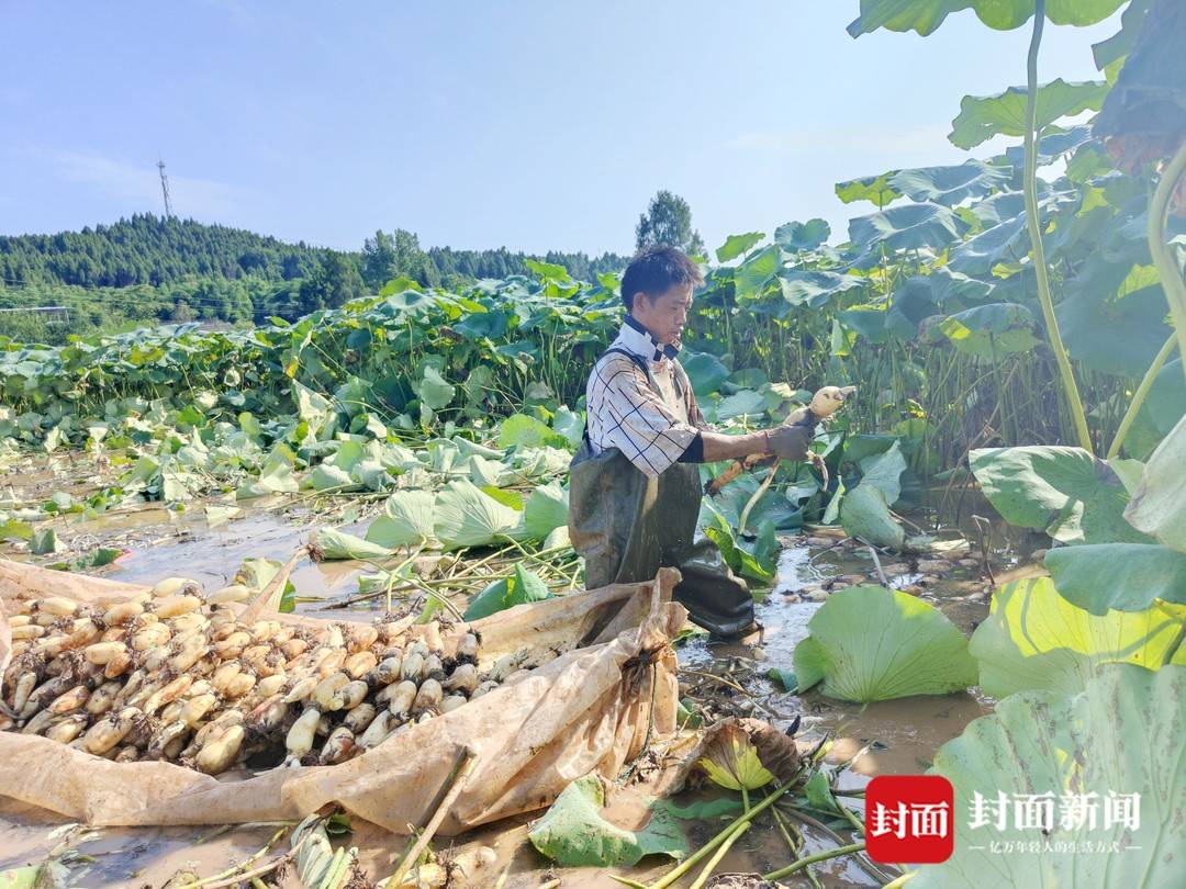 致富经视频莲藕种植_种植莲藕赚钱吗_种植莲藕的视频