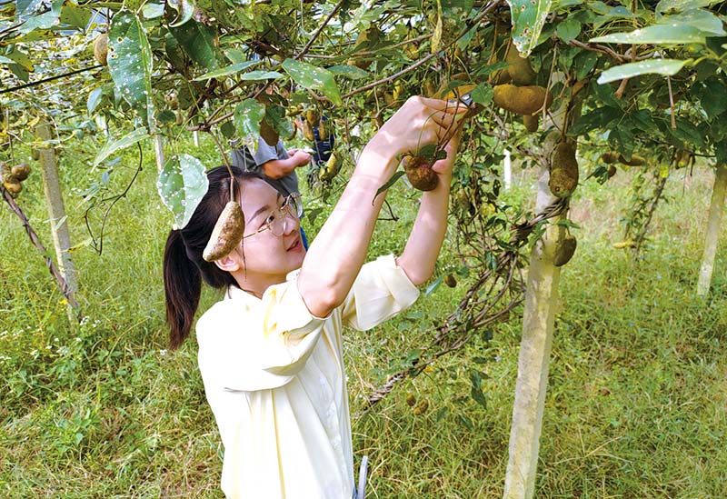 致富经种瓜楼视频_致富机械500种图片_种红薯养猪致富故事