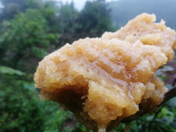 蜂巢里的蜜怎么取（取蜜的3种常用方法）