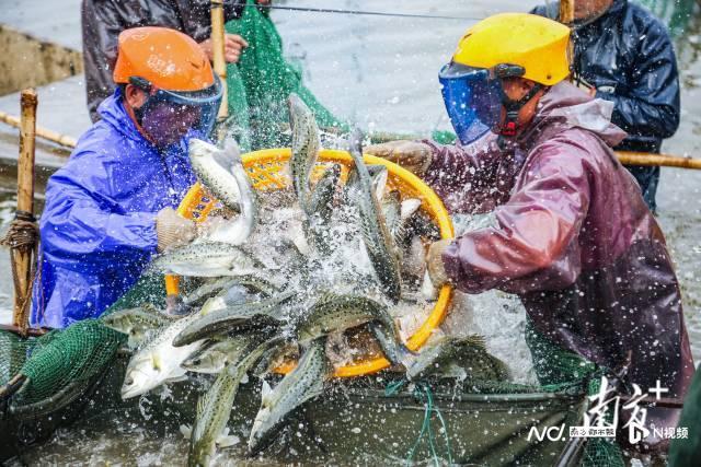 珠海海鲈鱼最大养殖户_致富经珠海海鲈鱼养殖_珠海鲈鱼多少钱一斤