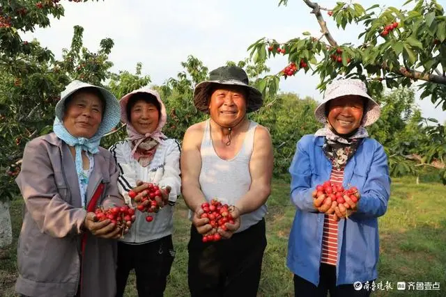 种植樱桃致富_致富种植樱桃图片大全_致富经樱桃种植视频