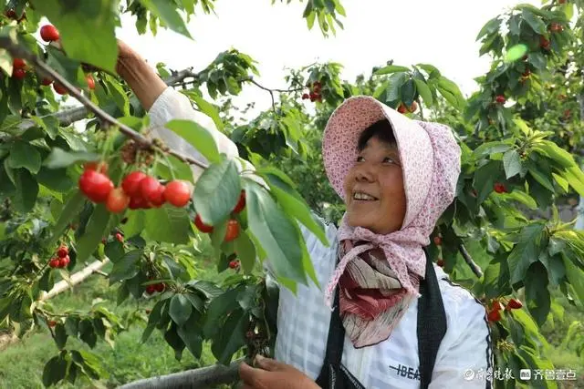 致富经樱桃种植视频_致富种植樱桃图片大全_种植樱桃致富