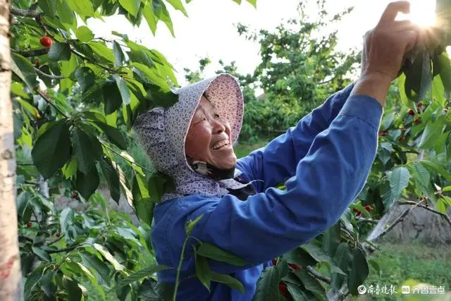 种植樱桃致富_致富经樱桃种植视频_致富种植樱桃图片大全