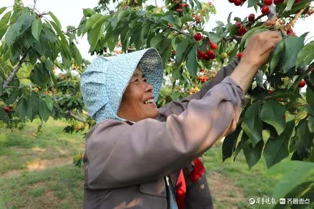 种植樱桃致富_致富经樱桃种植视频_致富种植樱桃图片大全