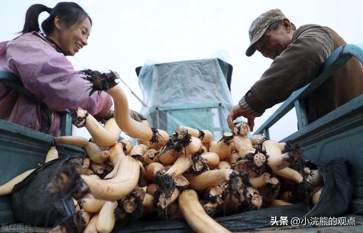 致富经视频莲藕种植_每日农经莲藕种植视频_莲藕种植技术视频播放