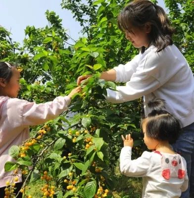 种植樱桃致富_致富种植樱桃视频_致富种植樱桃图片大全