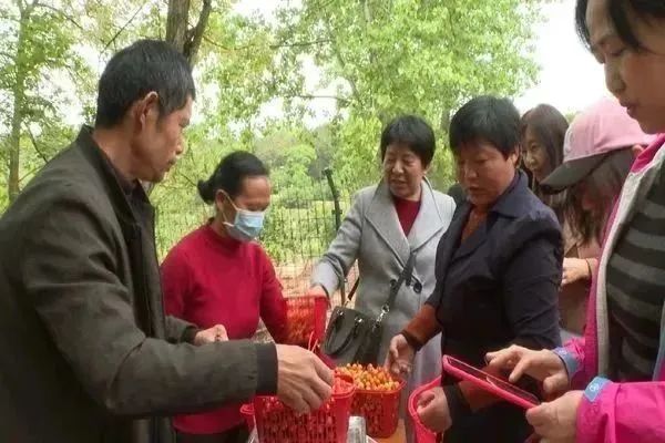 致富种植樱桃图片大全_种植樱桃致富_致富种植樱桃视频