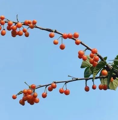 致富种植樱桃图片大全_种植樱桃致富_致富种植樱桃视频