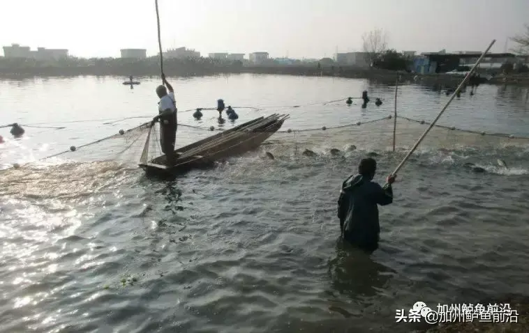 鲈鱼的高密度养殖技术_高密度淡水鲈鱼养殖技术_高密度鲈鱼养殖技术要点