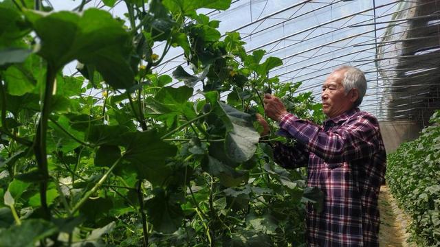 河南省种植苹果的优势条件_河南种苹果怎么样_河南种植苹果致富