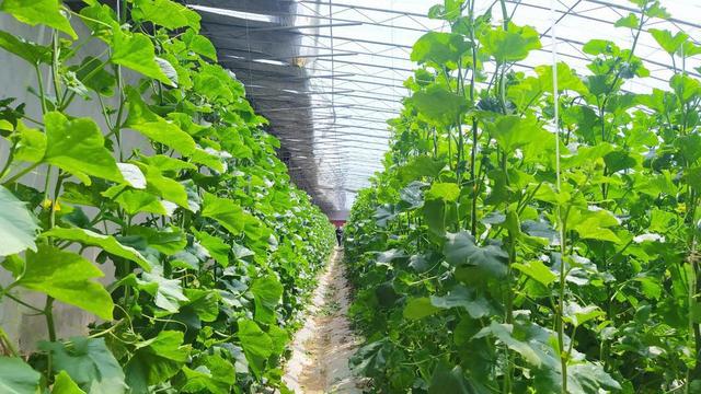 河南种苹果怎么样_河南种植苹果致富_河南省种植苹果的优势条件