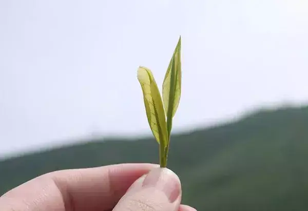 种植白茶的市场前景_种植白茶赚钱吗_种植白茶致富吗