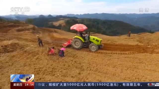 致富种植白茶怎么样_种植白茶致富吗_致富种植白茶图片