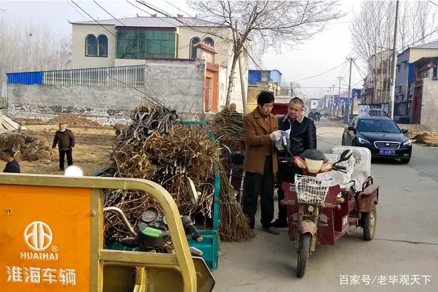 致富种植河南苹果怎么样_河南种植苹果致富_河南省种植苹果的优势条件