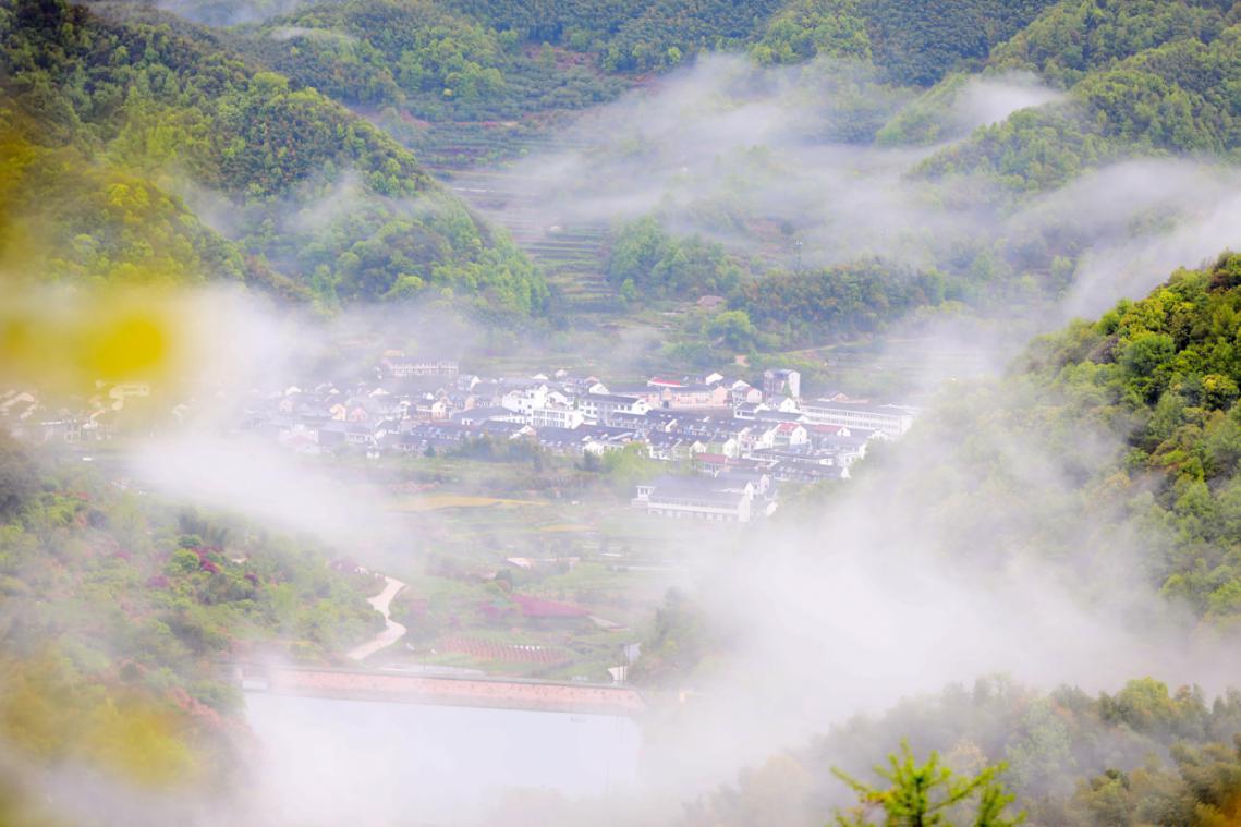 致富种植白茶怎么样_种植白茶致富吗_种植白茶的市场前景