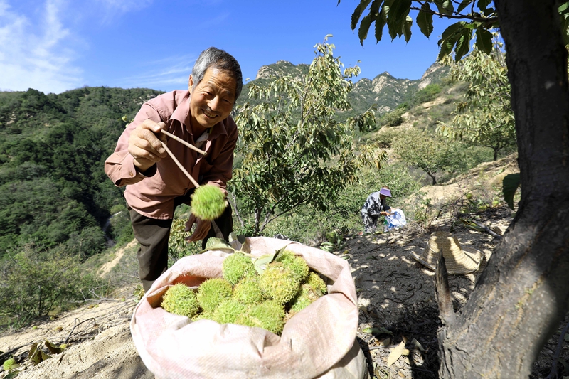 板栗种植致富项目_致富种植板栗项目简介_种植板栗赚钱吗