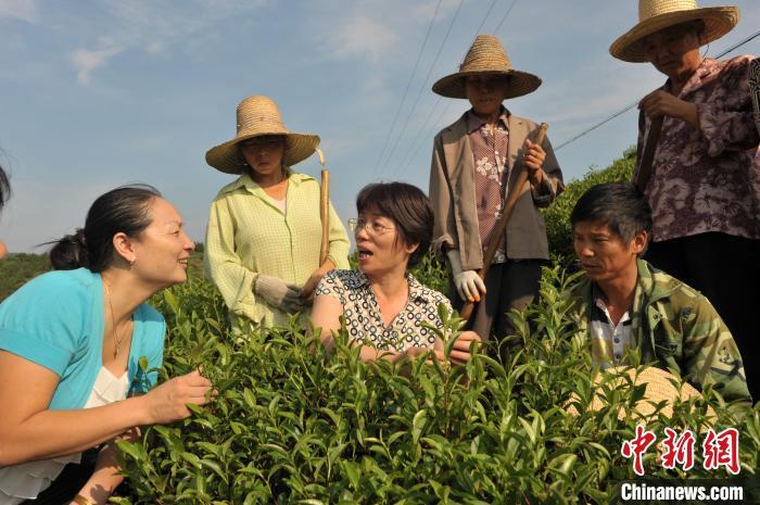 种植白茶致富吗_致富种植白茶图片_致富种植白茶怎么样