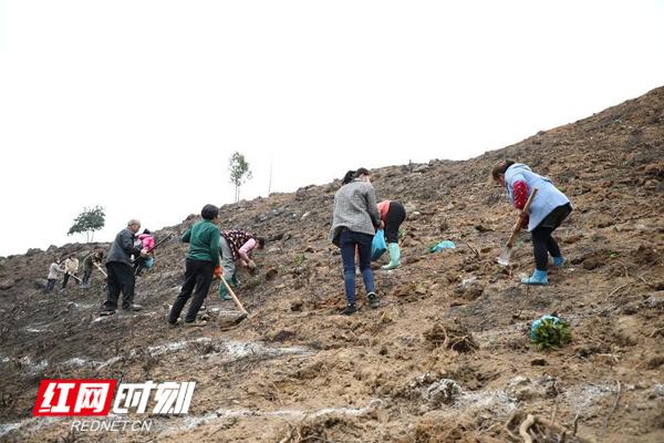 永州新田：抢种安吉白茶“一片叶子”托起致富梦