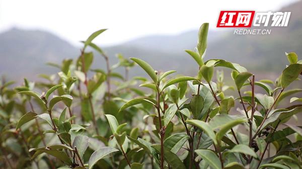 致富种植白茶图片_种植白茶致富吗_致富种植白茶好吗