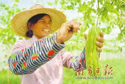 湛江遂溪虎头坡村：粤菜师傅“烹”好致富菜