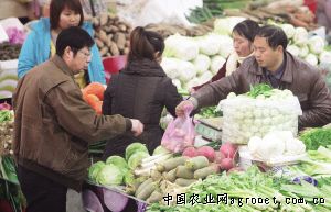 宝塔菜种植成本及利润