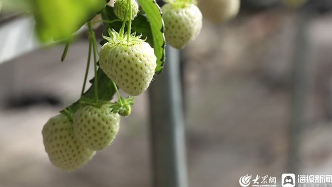 蒲公英种植效益_汉中种植蒲公英致富_蒲公英中药材种植