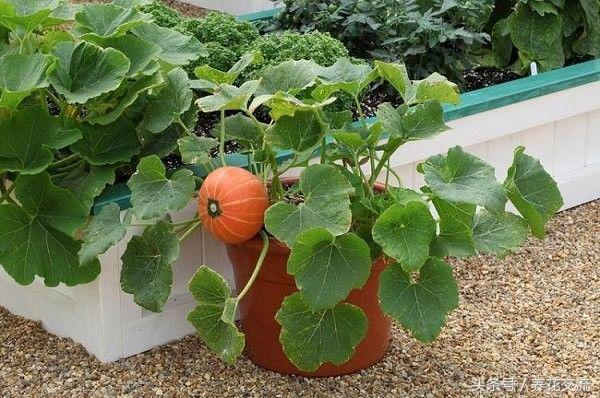 红豆花养殖_红花豆种植时间和方法_红花豆种植技术