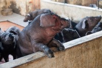 散养野猪养殖技术视频_视频野猪养殖散养技术大全_视频野猪养殖散养技术教学