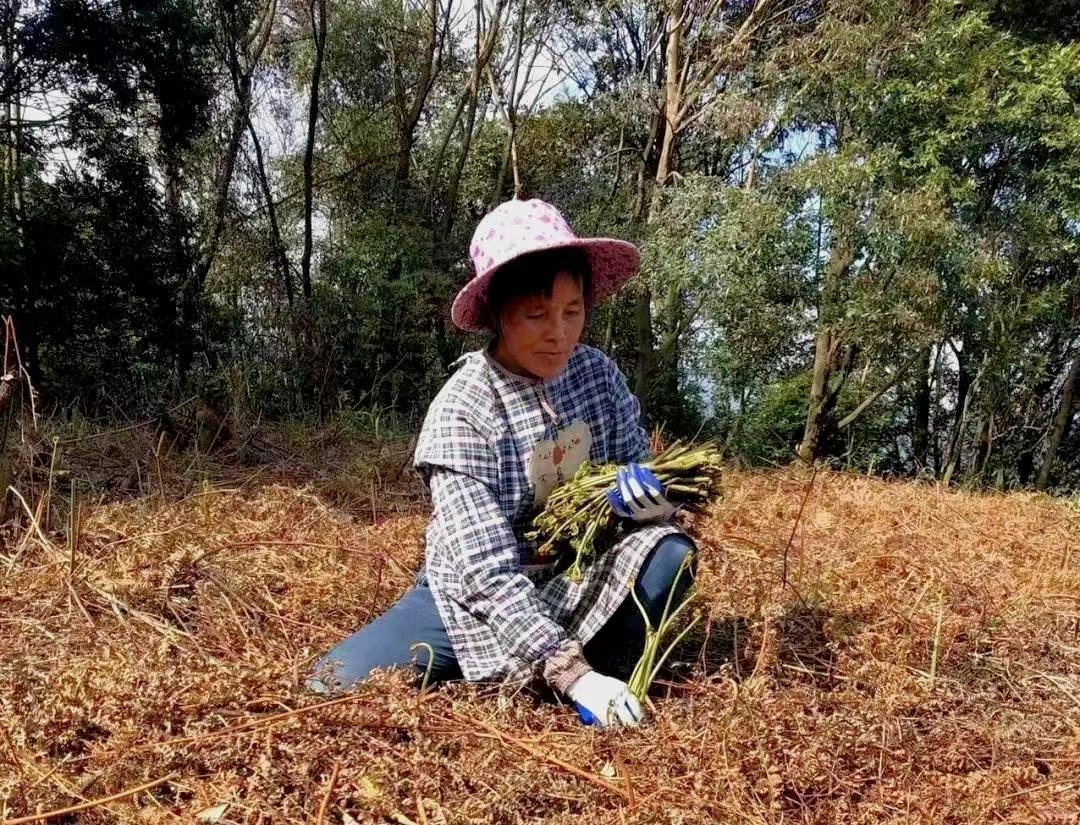 致富经野菜种植_cctv7野菜种植致富经_致富经种菜视频