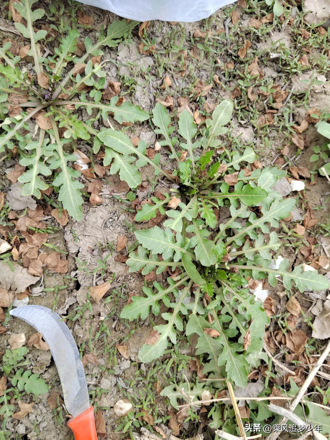 cctv7野菜种植致富经_致富经种菜视频_种野菜致富的陷阱