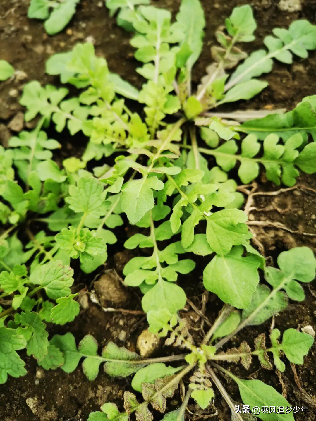 种野菜致富的陷阱_cctv7野菜种植致富经_致富经种菜视频