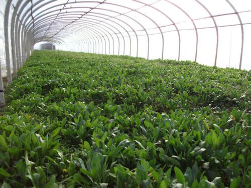 致富经蔬菜种植视频_种野菜致富的陷阱_cctv7野菜种植致富经