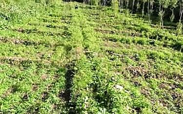 cctv7野菜种植致富经_致富经蔬菜种植视频_种野菜致富的陷阱