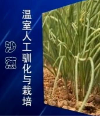 致富经蔬菜种植视频_种野菜致富的陷阱_cctv7野菜种植致富经