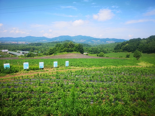 致富橘子种植农村视频_橘子种植_农村致富种植橘子