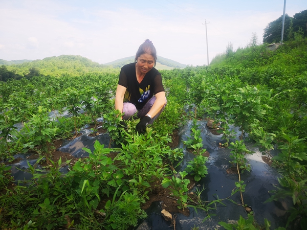 橘子种植_致富橘子种植农村视频_农村致富种植橘子