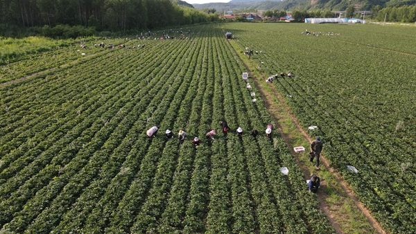 橘子种植_农村致富种植橘子_致富橘子种植农村视频