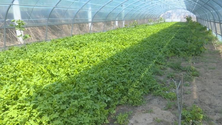 致富经蔬菜种植视频_致富经种菜视频_cctv7野菜种植致富经