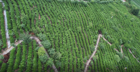 橘子种植_致富橘子种植农村视频_农村致富种植橘子