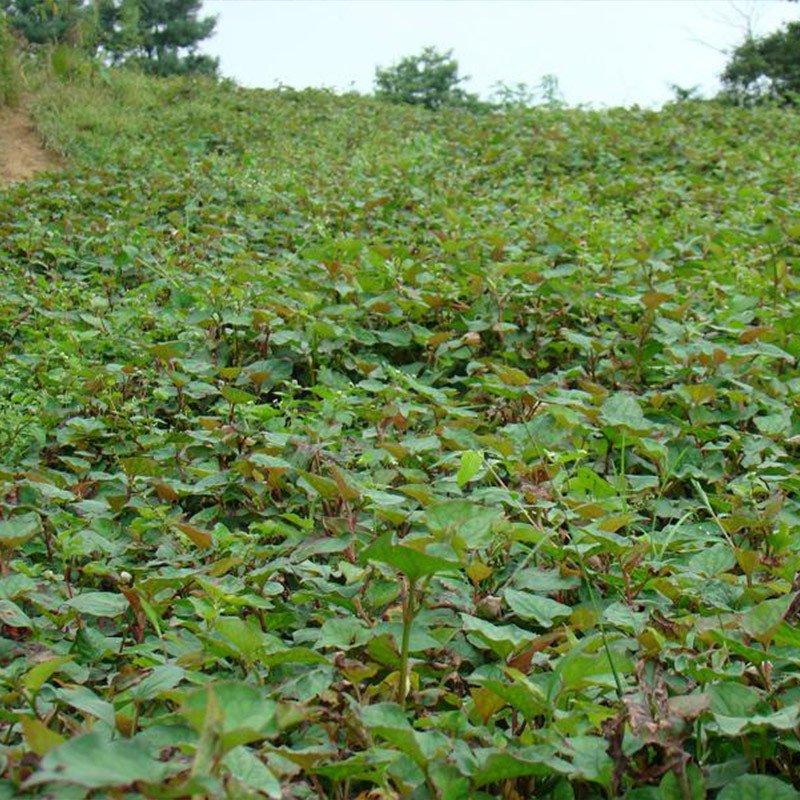 种植野菜挣钱吗_cctv7野菜种植致富经_致富经野菜种植