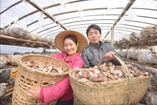 花菇种植技术视频_种植花菇致富项目_花菇养殖成本