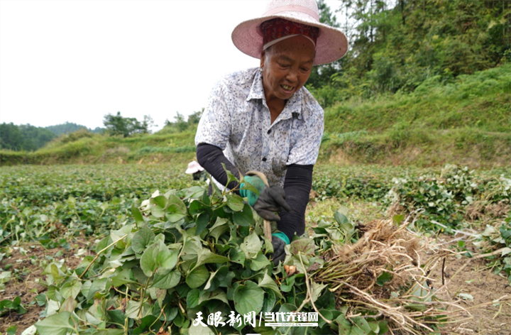 种植野菜挣钱吗_cctv7野菜种植致富经_致富经种菜视频