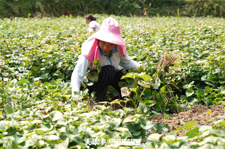 种植野菜挣钱吗_致富经种菜视频_cctv7野菜种植致富经