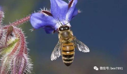 蜜蜂的养殖与管理技术_蜜蜂养殖管理技术论文_蜜蜂养殖管理技术视频